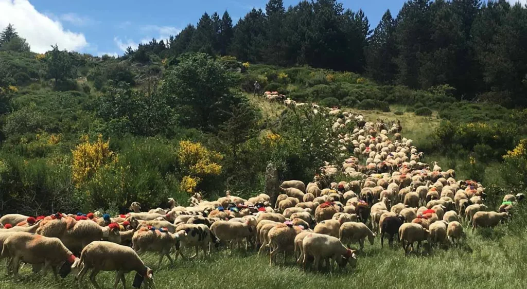 Photo d'illustration de l'ambassadeur - Village de Gîtes De Ravel