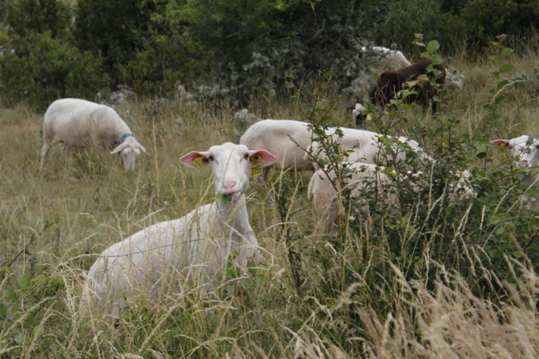 Vendredi 8 août visite de la ferme des Grailhes
