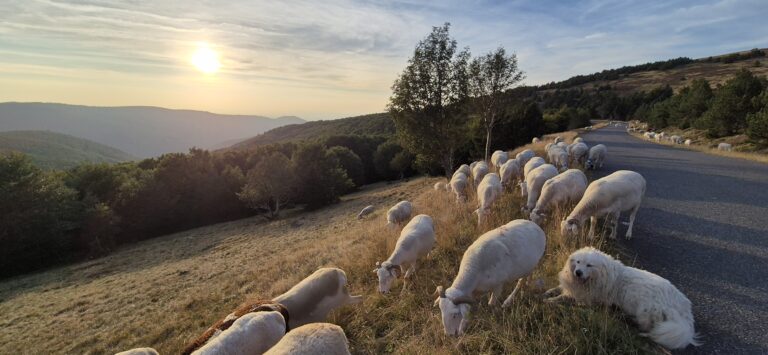 La Transhumance en Cévennes : Trois fêtes en JUIN pour célébrer une tradition millénaire