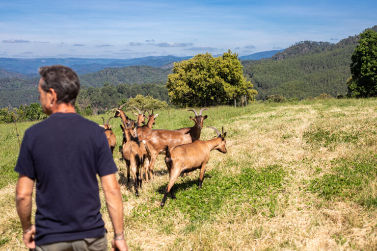 Mercredi 30 juillet visite à la ferme de Bellis