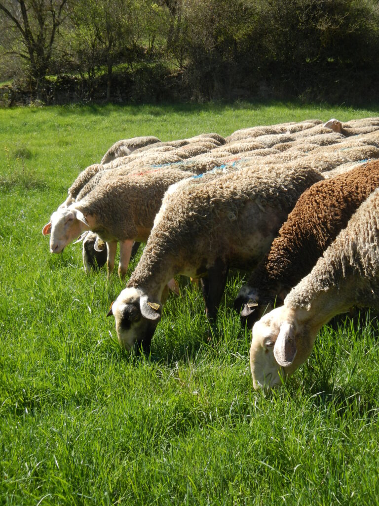 L'Entente sera présente les 7, 8 et 9 octobre au Sommet de l'élevage à Cournon d'Auvergne aux Rencontres Pasto
