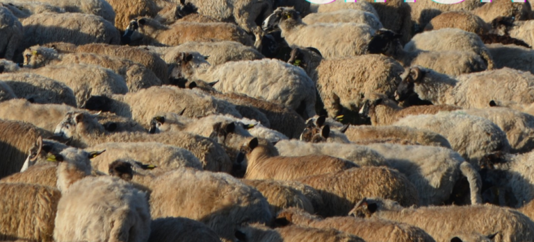Exposition : Empreintes du pastoralisme